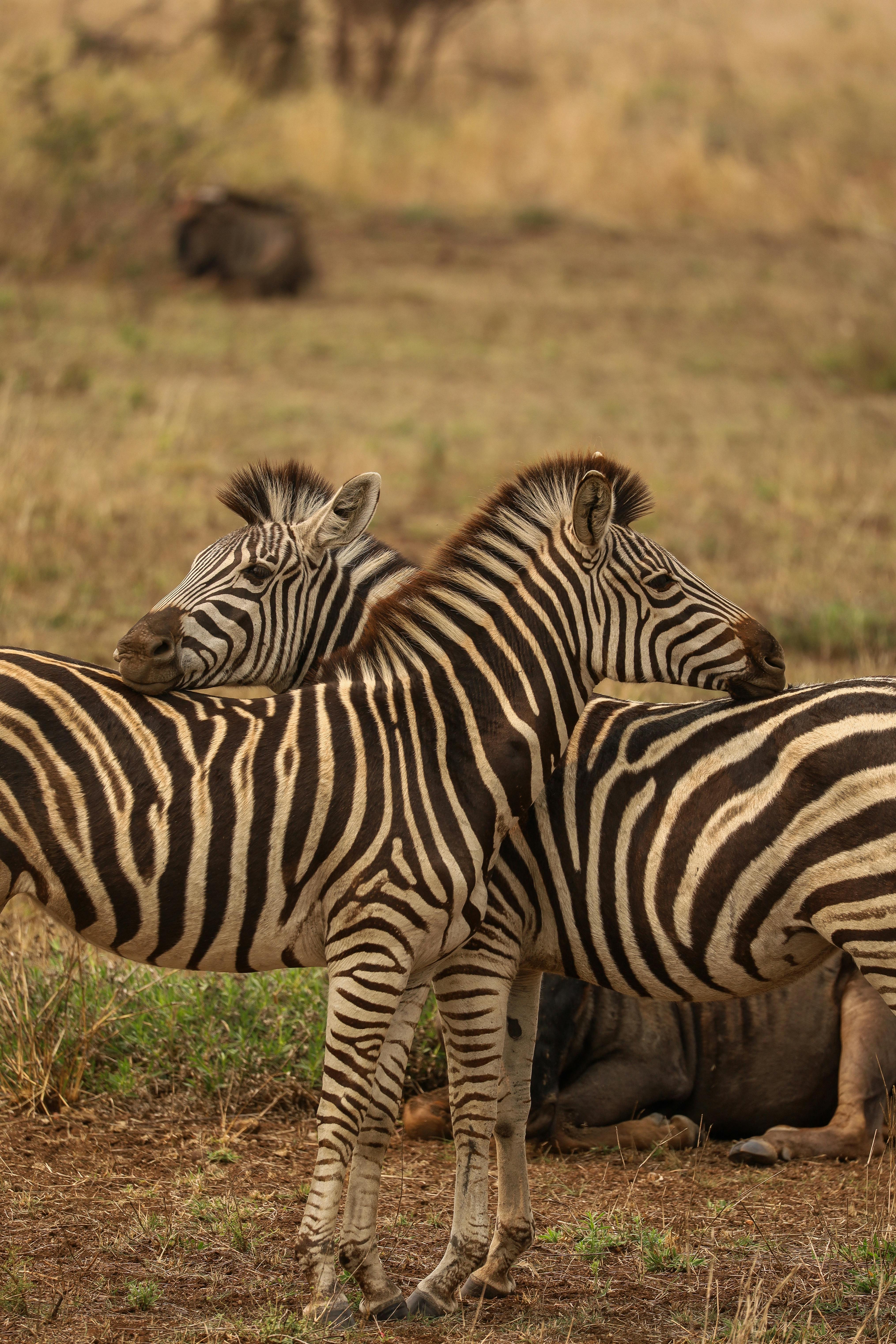Honeymoon Safaris